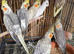Budgies 3-4 months old.