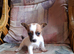 Gorgeous jack x chihuahua