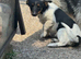 Jack Russel xshetland sheep dog bitch for sale