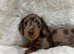 Miniature longhaired dachshund chocolate dapple girl