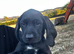 Bavarian Mountain Hound x Springer Spaniel