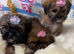 ADORABLE SHORKIE PUPPIES