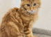 Stunning Purebred Maine Coon Kitten Looking for Her Forever Home!