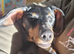 Miniature dachshund