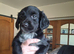 6 Kelpie cross spaniel