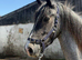 Clydesdale x ish 2 year old gelding