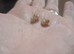 African Giant Land Snail babies
