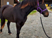 Seren - Welsh D Filly 3yr old