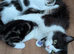 2 female and 1 male kittens