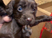 6 puppy’s one is chocolate merle very rare