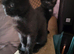 I have 3 black kittens 2 male 1 female
