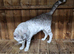 Female snow seal lynx
