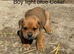 Boxer cross Rottweiler pups