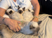 Rag doll kittens