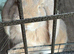 French lop male