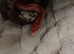 Adult corn snake