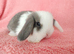 Baby mini lops for sale