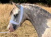 3 year old gelding