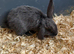 Mini lops 8 weeks old male & females