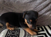 Jack Russel dog pup