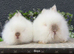 Stunning purebred lionheads available now
