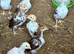 Aseel Chicks & Hen