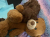 Beautiful f1b Cavapoos puppies