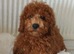 Miniature Poodle.