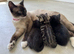 Kittens for Sale – Mixed Siamese x British Longhair