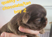 Special quality dobie Imperial shih tzu's