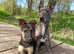 Dog training