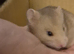 4 baby syrian hamster forsale