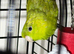 Baby parakeets