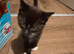 Beautiful kitten