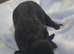 Long coat chihuahua pups Ready 9th July