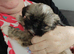 Beautiful Female Shih Tzu Puppy