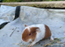 3 baby sows