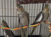 Silvercrest Cockatiels