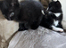 Kittens