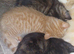 3 kittens