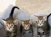 MAINECOON X BENGAL KITTENS