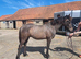 Connemara gelding,yearling