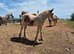 Mare with foal at foot