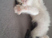 Fluffy kittens
