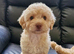 TRUE TEACUP MALTIPOO GIRL