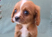 Cavapoo Puppies last boy