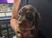 Dachshund Puppies