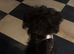 Miniature Cockapoo 10 Month Old Pup