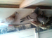 for sale  young race birds