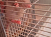 8 hand reared baby rats
